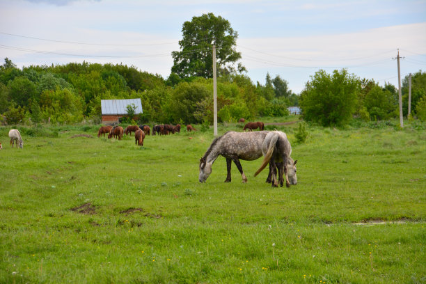 马在乡间吃草，背景是木屋图片下载