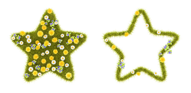花的草状星形在白色上孤立图片下载