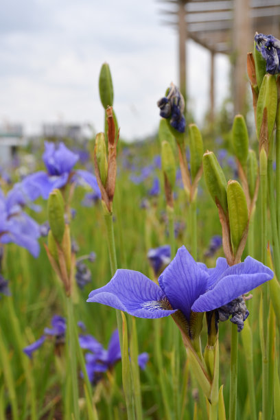 鸢尾花植物园图片下载