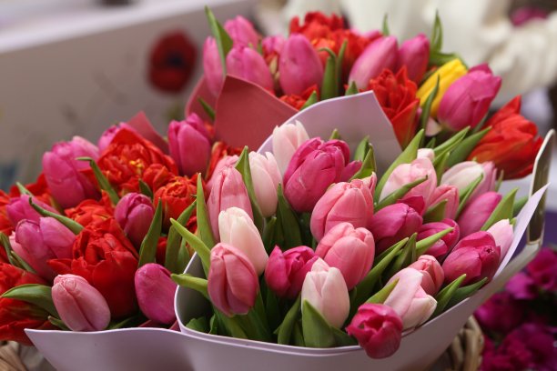 粉色郁金香花束：三八国际妇女节礼物，春季节日装饰图片下载