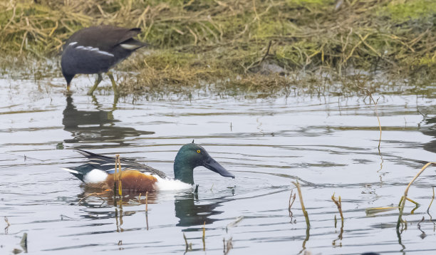 北铲鸭游泳图片下载