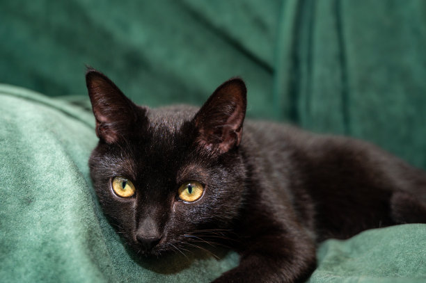 黑色的猫在绿色的毯子上图片下载