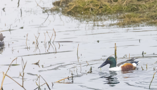 北铲鸭游泳图片下载