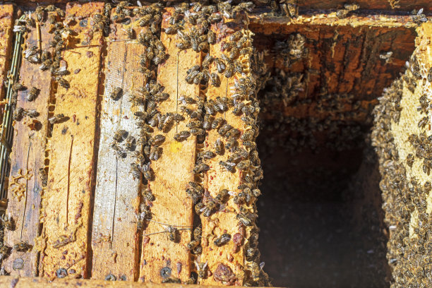 在蜂巢顶部的木制蜂巢上的蜜蜂。蜂疗图片下载