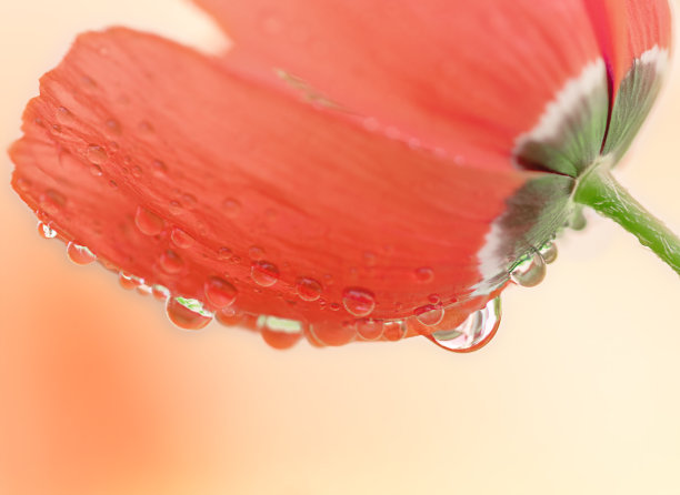 罂粟花的头素材图片