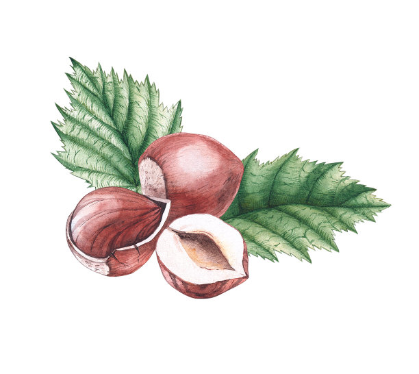 手绘水彩组成的榛子图片下载