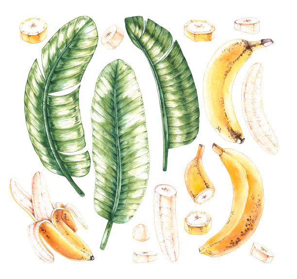 水彩香蕉和树叶图片下载