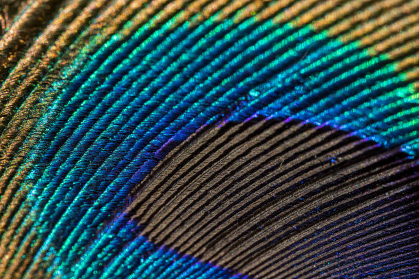 孔雀羽毛的各种观点图片下载