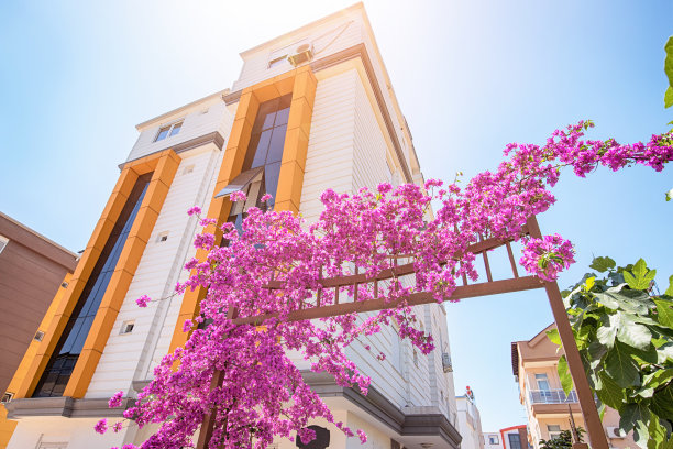 三角梅在热带度假国家的公寓或酒店门口盛开。房地产投资图片下载