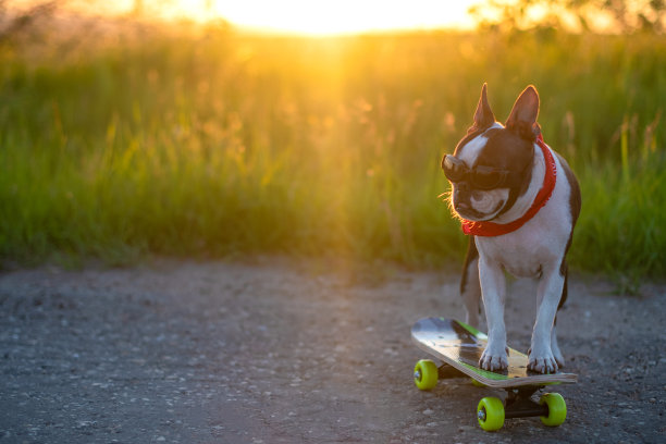 一只可爱的波士顿梗小狗，戴着时髦的围巾，站在一块滑板上，在夏日的夕阳下散步。图片下载