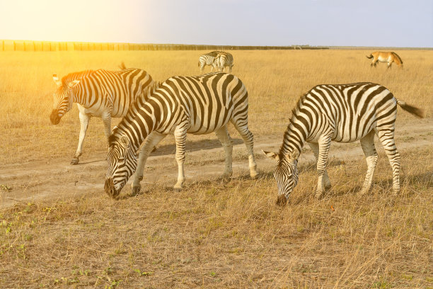 斑马和马是草原上美丽的动物，非洲食草动物的秋季景观。图片下载