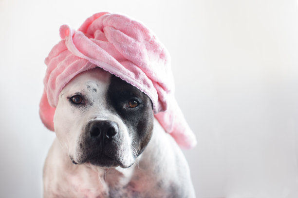 裹在浴巾或帽子里的狗。有趣的美国斯塔福郡图片下载
