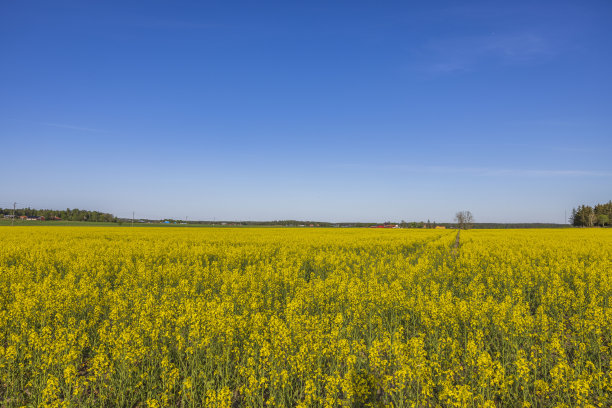 蓝天映衬下油菜花田的美丽景色。瑞典。图片下载