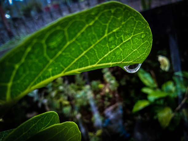在叶子的顶端浇水图片下载