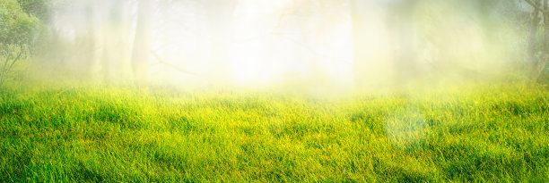 美丽的原始宽屏背景图像的一个春天的早晨在森林。图片下载