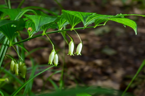 玉竹花定期悬挂。这种植物的国名是玉竹，学名是玉竹图片下载