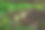 玉竹花定期悬挂。这种植物的国名是玉竹，学名是玉竹图片下载