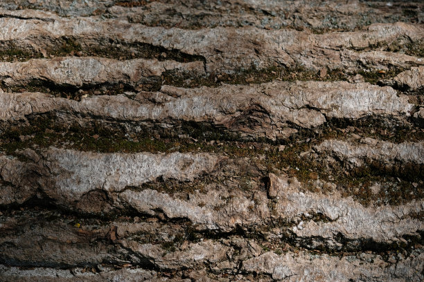 树皮图案，棕色自然背景。树干的木质纹理背景。图片下载