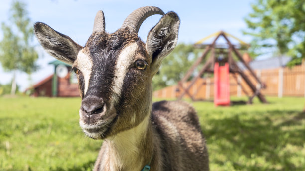 牧场里一只长着花斑角的山羊的头。动物鼻子特写，选择性聚焦。山羊看着镜头。图片下载