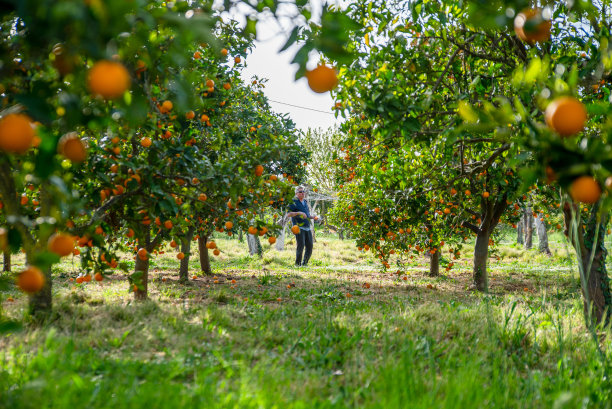 走槽美丽的有机果园充满成熟的橘子果实图片下载