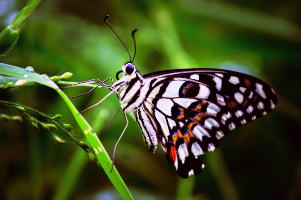大斑蝶是一种常见的灰蝶，叶上分布广泛的燕尾蝶图片下载