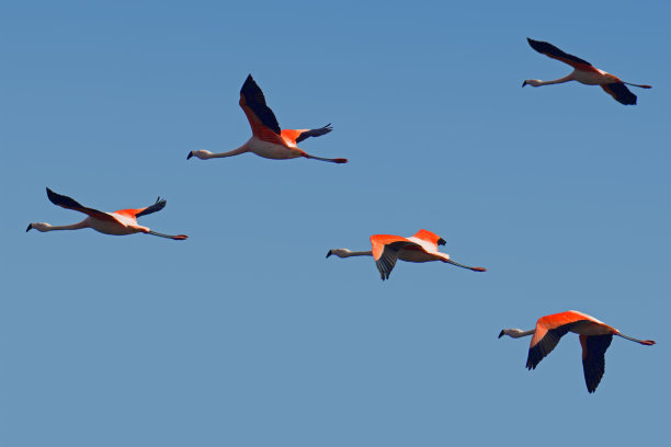 火烈鸟在飞行中图片下载