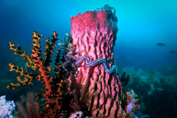 五颜六色的珊瑚礁和桶形海绵图片下载