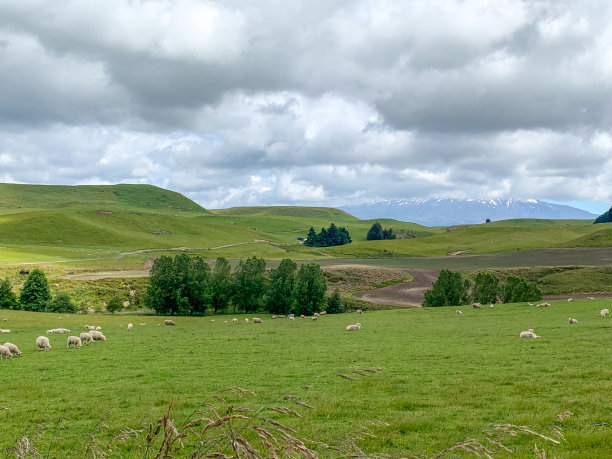 一群羊在绿色农场吃草，新西兰奥哈库内图片下载