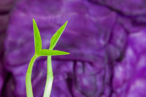 绿芽菜图片下载