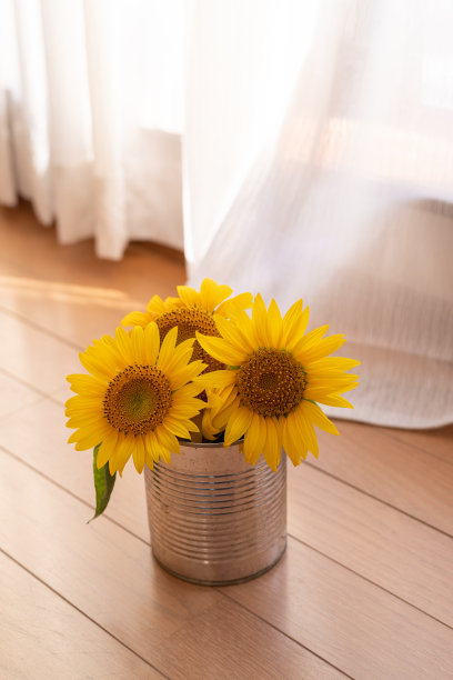 向日葵图片下载