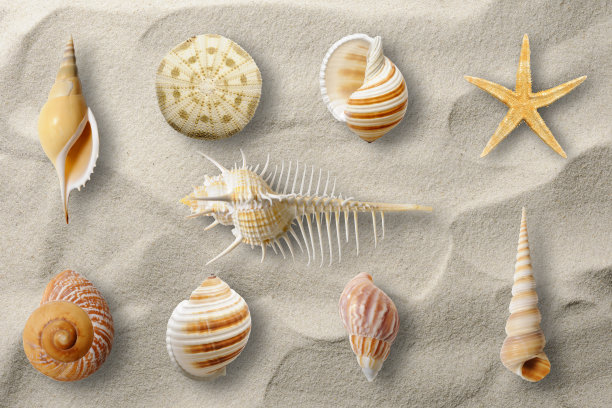 沙滩上的贝壳收藏图片下载