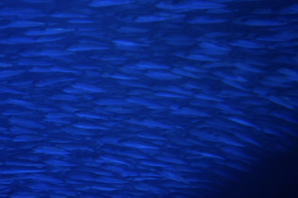 深蓝纹理海底鱼群全覆盖，图像处理摄影。图片下载