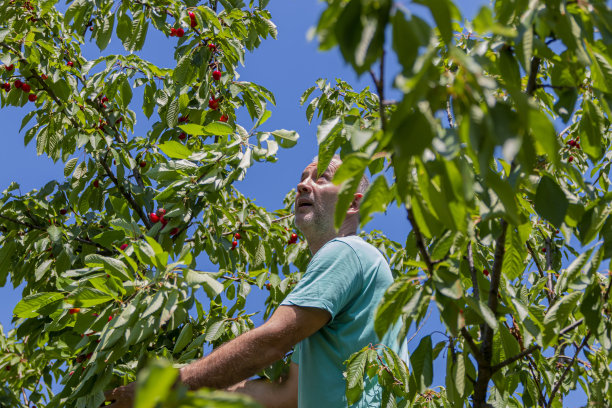 老人积极地在收获樱桃。图片下载