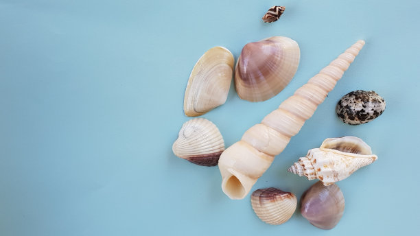 蓝色背景上的小群海贝图片下载
