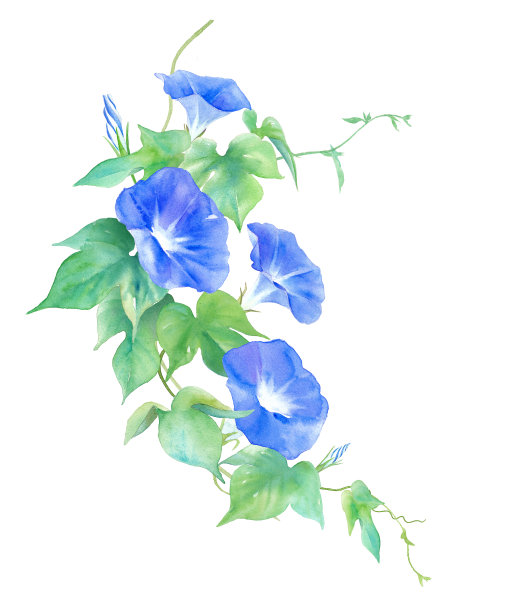 一幅蓝色牵牛花的水彩画悬挂在屋顶上。夏天的花。图片下载