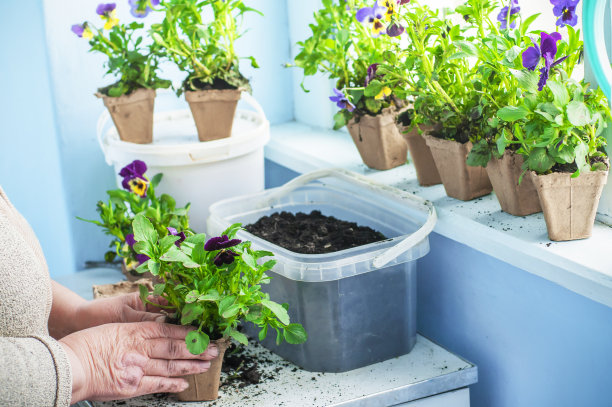 把花移栽到泥炭盆里，把植物种在阳台上图片下载