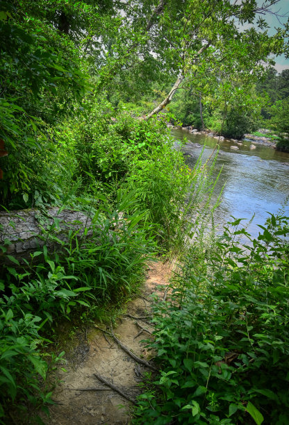森林步道河景观-荷兰角度图片下载