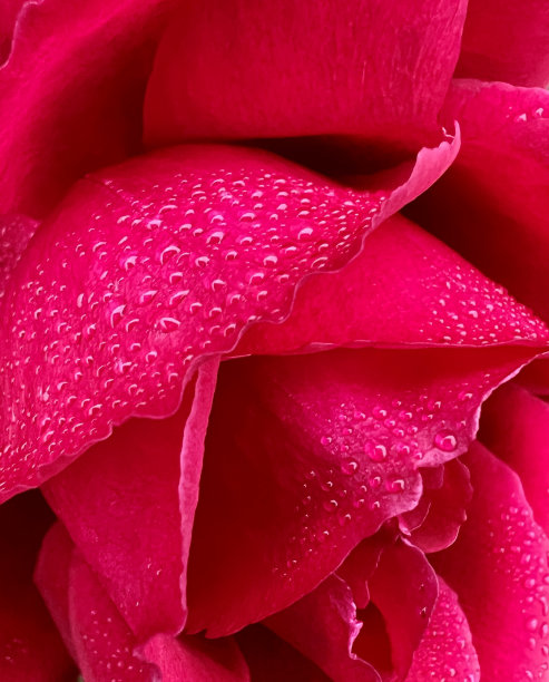 红玫瑰图片下载