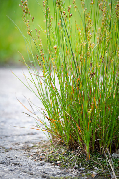 成长的力量。发芽穿过沥青。图片下载
