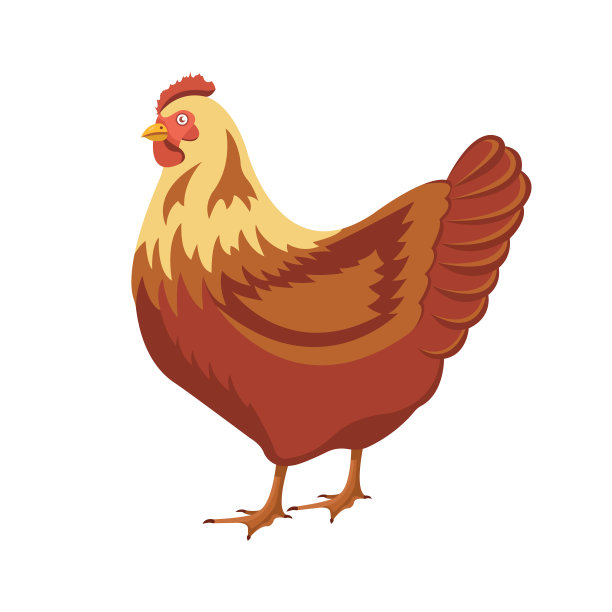 鸡鸟，家禽夹矢量插图。白色背景的家鸡。卡通小鸡孤立。图片下载
