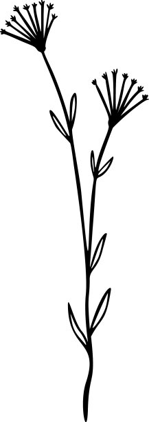 野花轮廓手绘元素草本植物图片下载