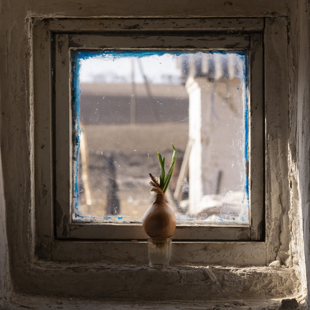 旧窗台上的洋葱。窗台上花盆里的植物幼苗。图片下载