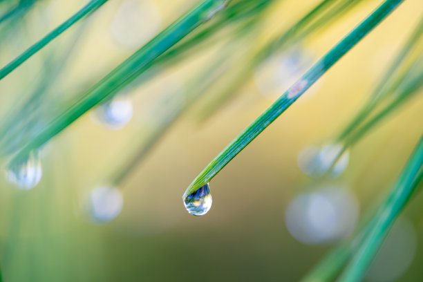 草叶上的宏观水滴素材图片