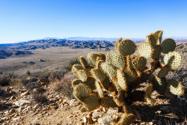约书亚树国家公园，莫哈韦沙漠，加利福尼亚州图片下载