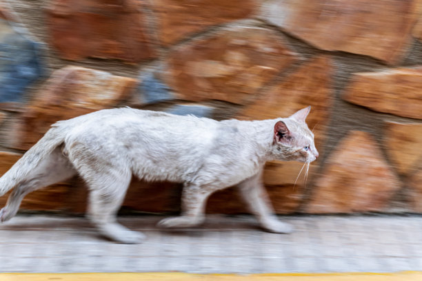 白猫跑步运动效果图片下载