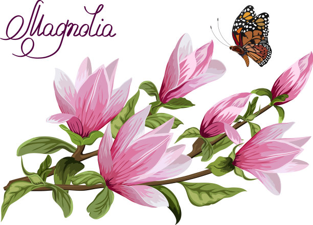 用白玉兰的树枝图片下载