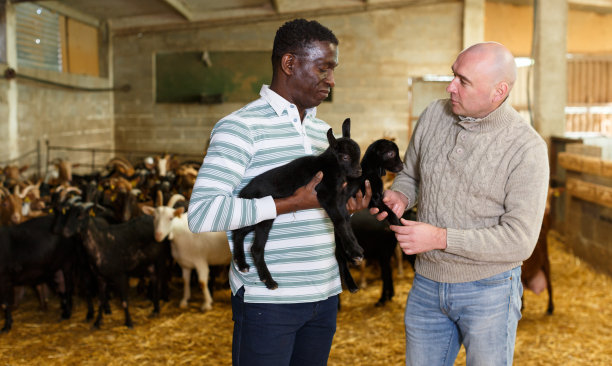 两个山羊农场的主人正在检查山羊图片下载