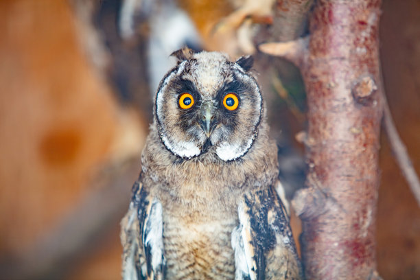 猫头鹰在房子里的特写图片下载