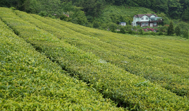 山坡上美丽的绿茶种植园景观。图片下载