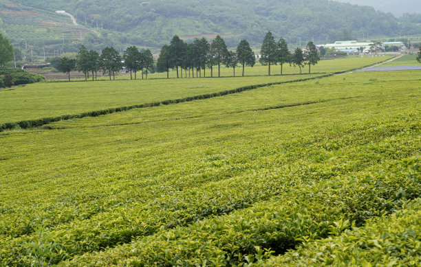 山坡上美丽的绿茶种植园景观。图片下载